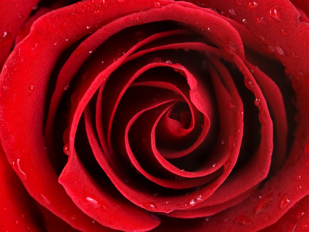 Large Rose Photo Wallpaper (5) #19 - 1024x768