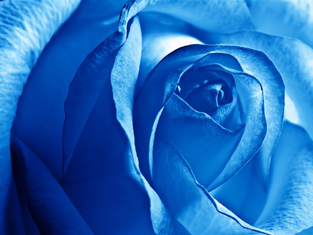 Large Rose Photo Wallpaper (5) #20 - 1024x768