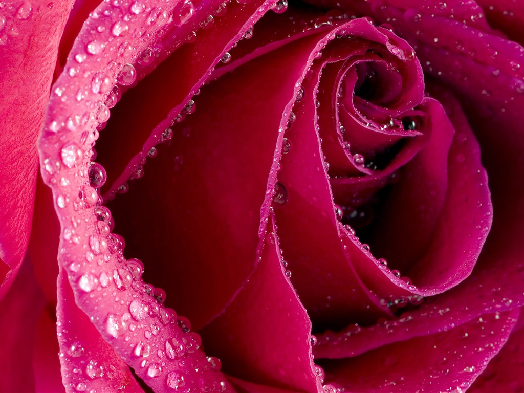 Large Rose Photo Wallpaper (6) #1 - 1024x768