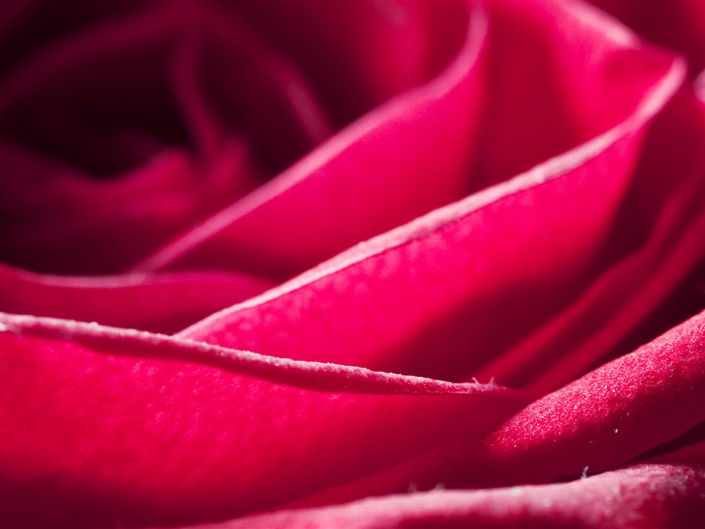 Large Rose Photo Wallpaper (6) #10 - 1024x768