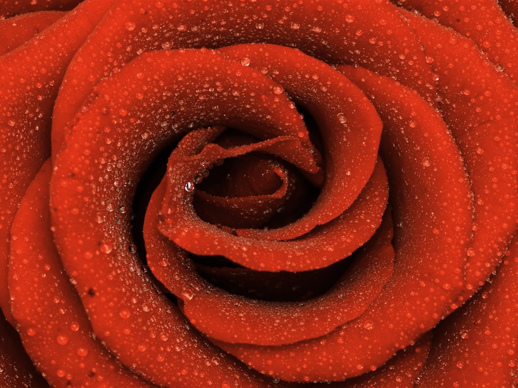 Grand Rose Fond d'écran Photo (6) #16 - 1024x768