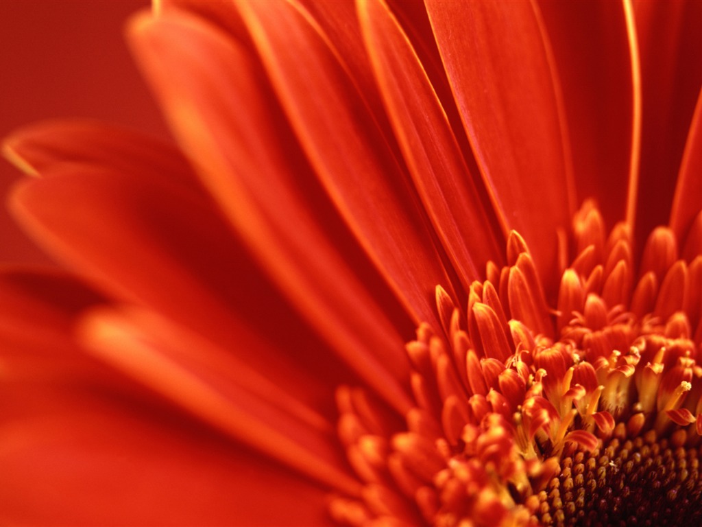 Flowers green leaf close-up wallpaper (1) #9 - 1024x768