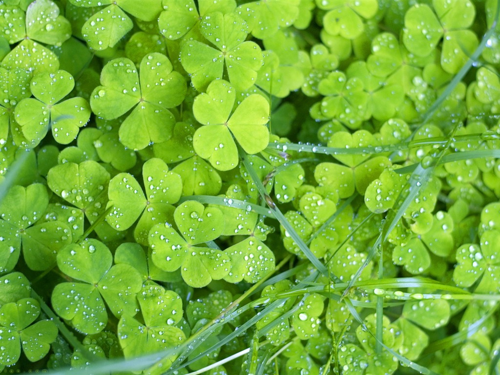 Flowers green leaf close-up wallpaper (1) #11 - 1024x768