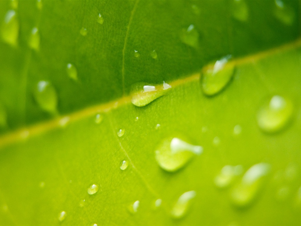 Flowers green leaf close-up wallpaper (1) #12 - 1024x768