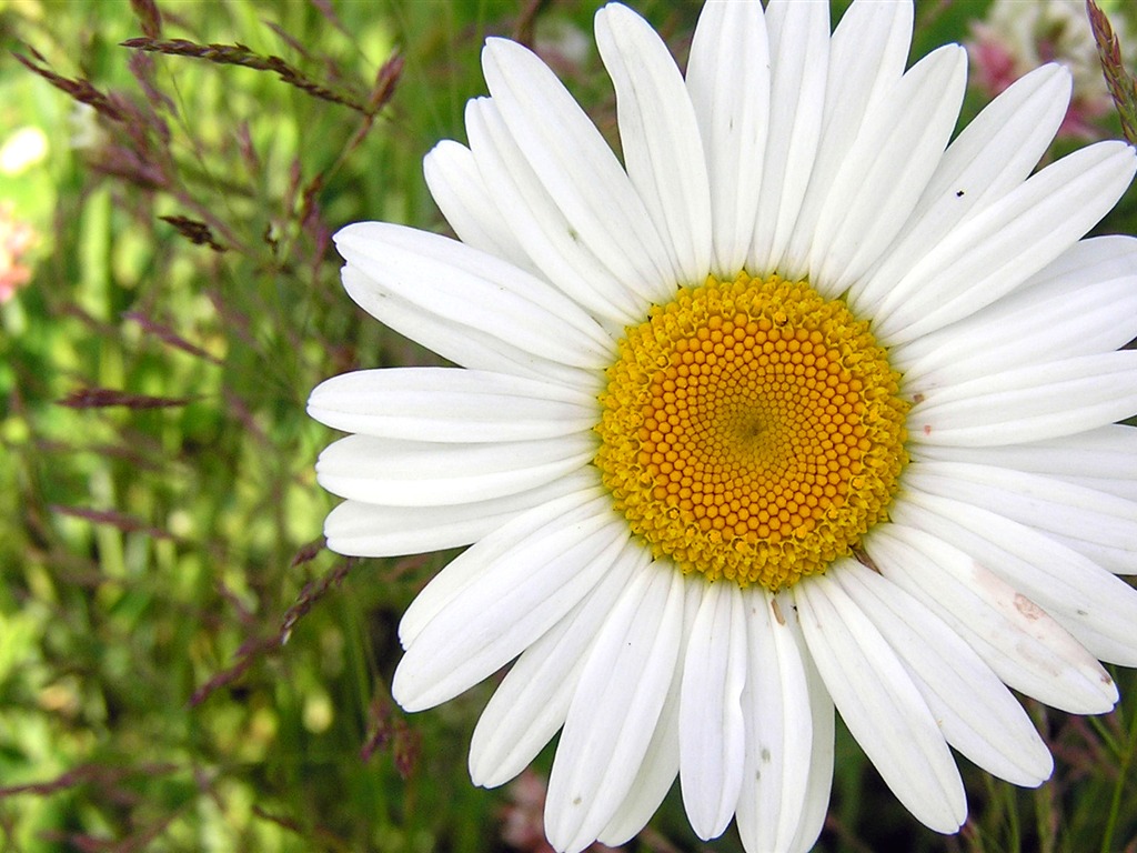 Flowers green leaf close-up wallpaper (1) #15 - 1024x768