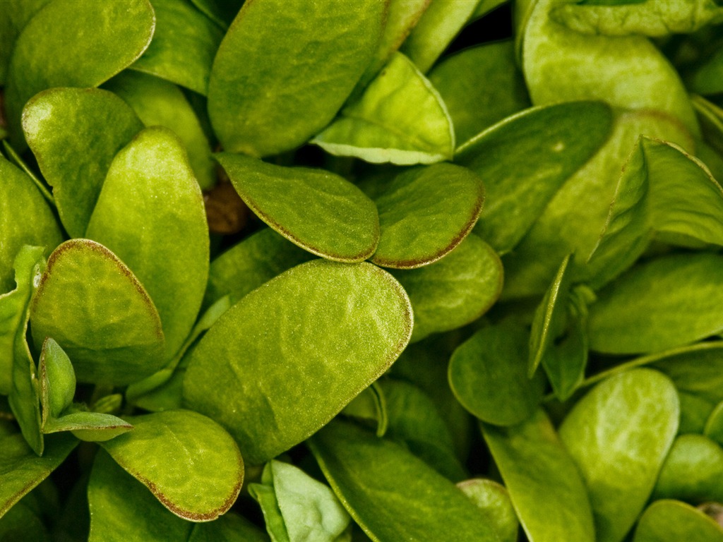 Flowers green leaf close-up wallpaper (2) #3 - 1024x768