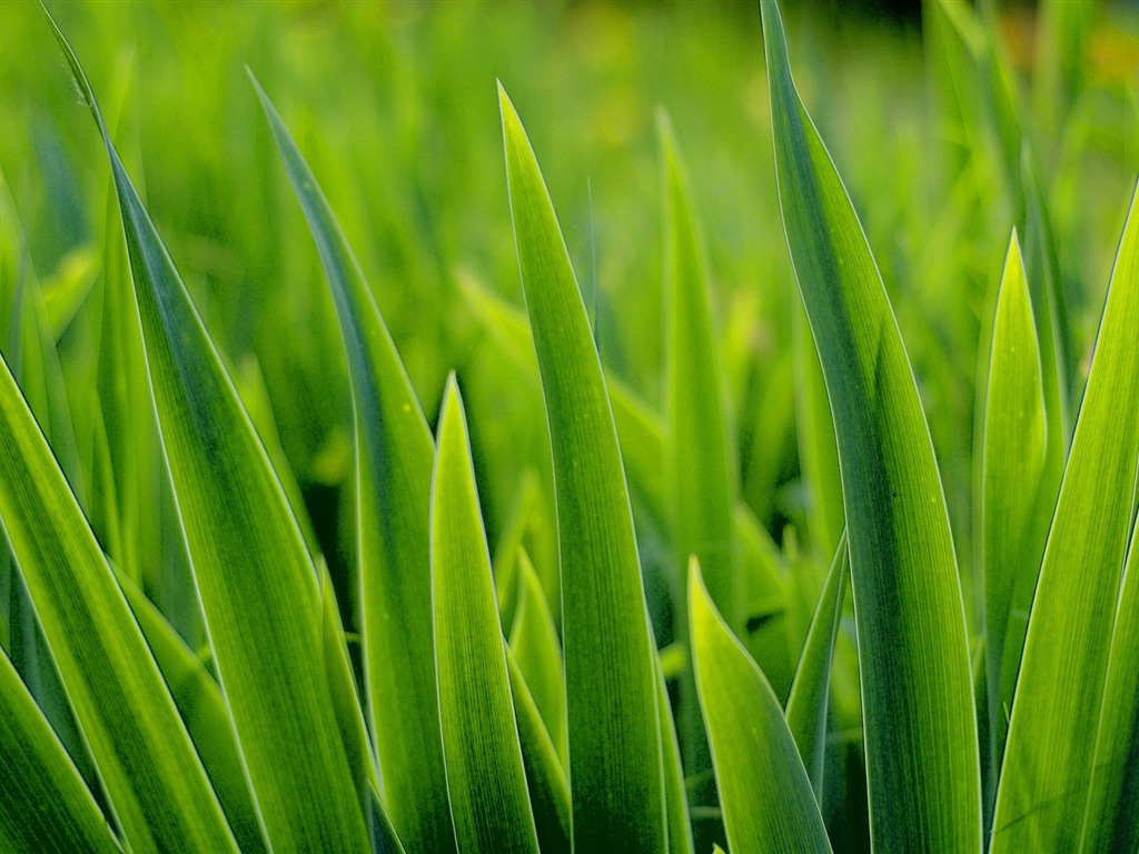 Fleurs vert feuille papier peint close-up (2) #4 - 1024x768