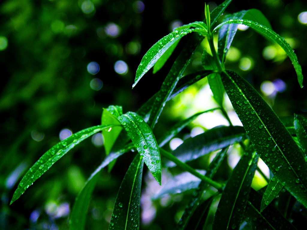 Flowers green leaf close-up wallpaper (2) #6 - 1024x768