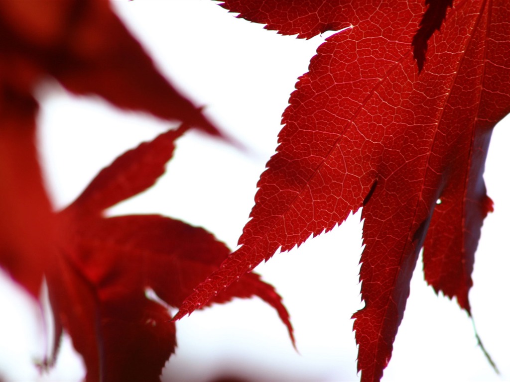 Flowers green leaf close-up wallpaper (2) #11 - 1024x768