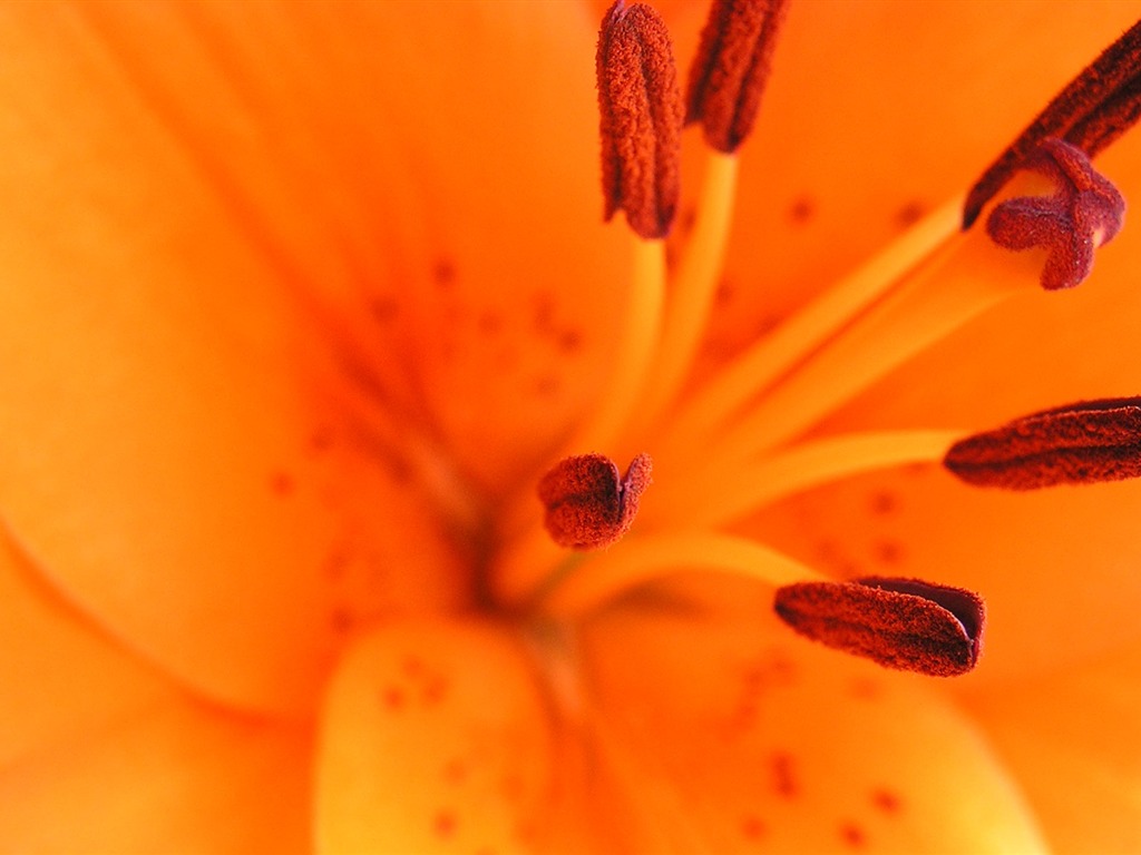 Flowers green leaf close-up wallpaper (2) #12 - 1024x768