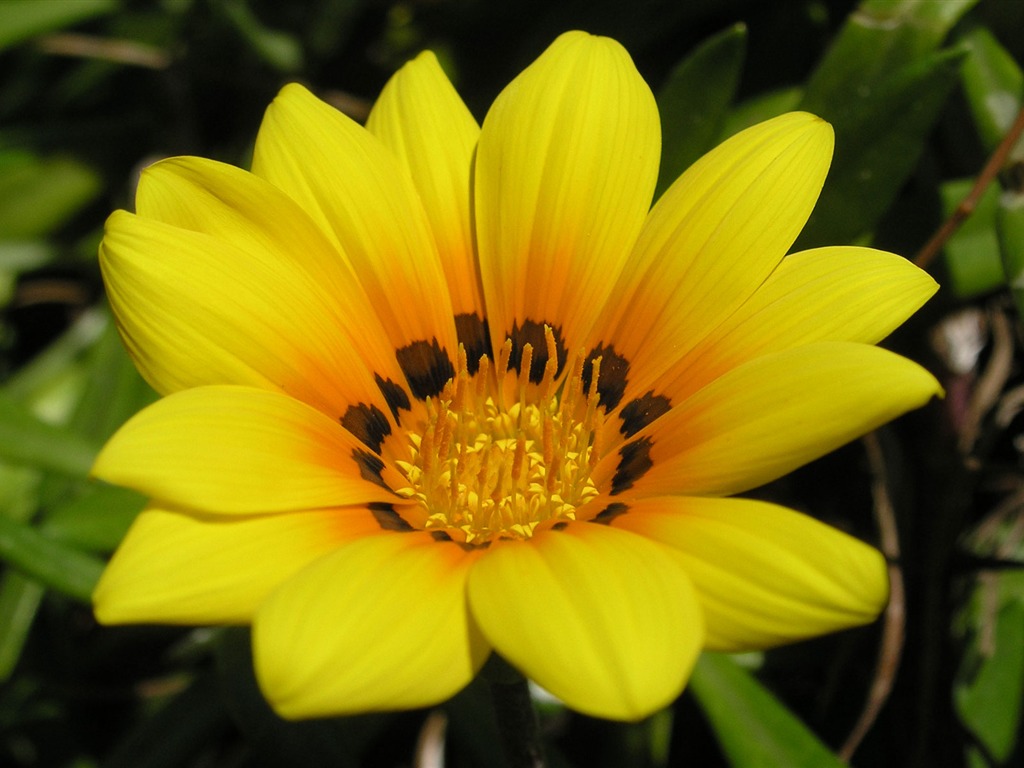 Flowers green leaf close-up wallpaper (2) #16 - 1024x768