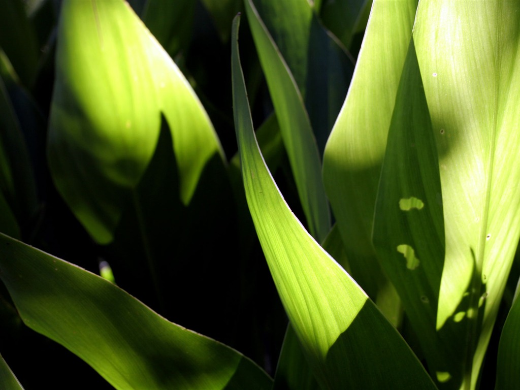 Flowers green leaf close-up wallpaper (2) #17 - 1024x768