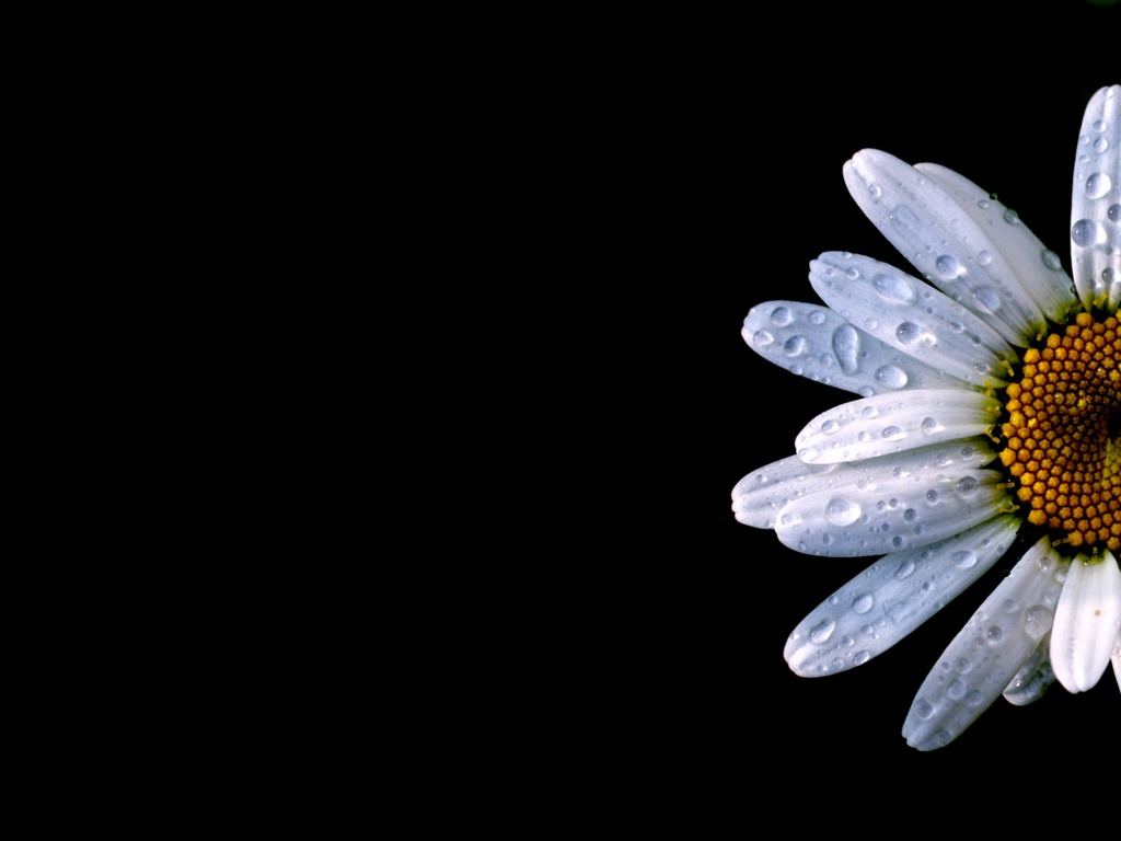 Fleurs vert feuille papier peint close-up (2) #19 - 1024x768