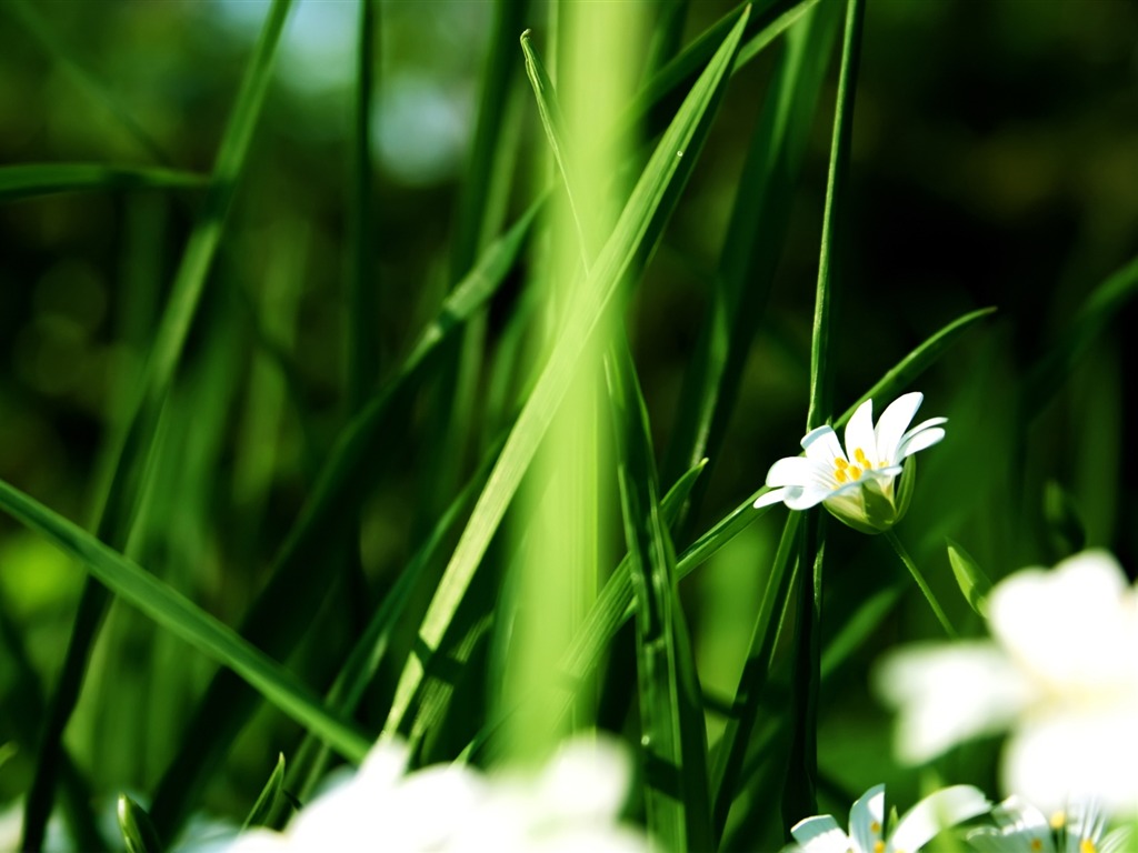 Fleurs vert feuille papier peint close-up (3) #17 - 1024x768