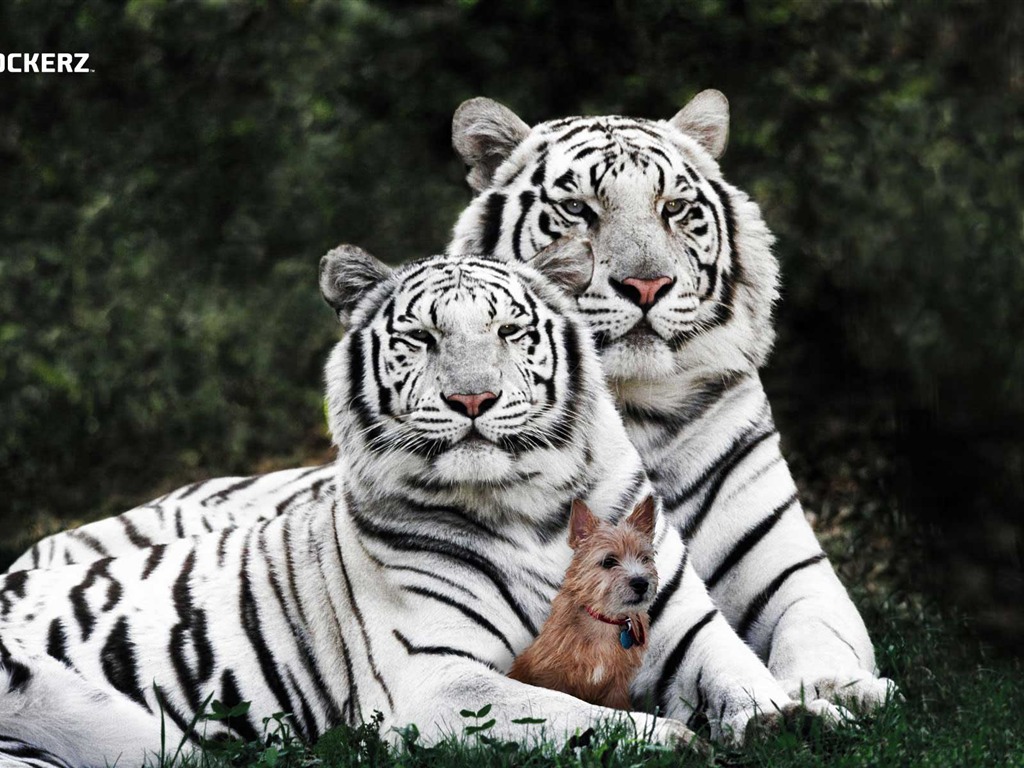 Animal Widescreen Wallpapers Collection (13) #16 - 1024x768