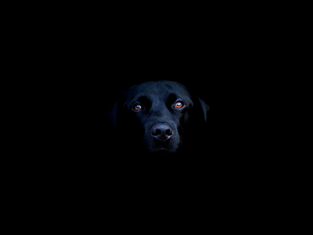 Animal Widescreen Wallpapers Collection (14) #20 - 1024x768