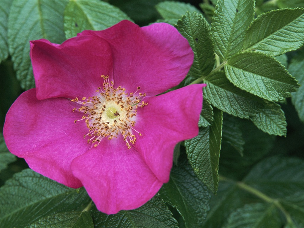 宽屏鲜花特写 壁纸(13)17 - 1024x768