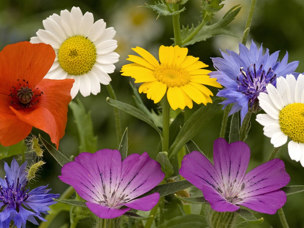 fleurs fond d'écran Widescreen close-up (13) #18 - 1024x768