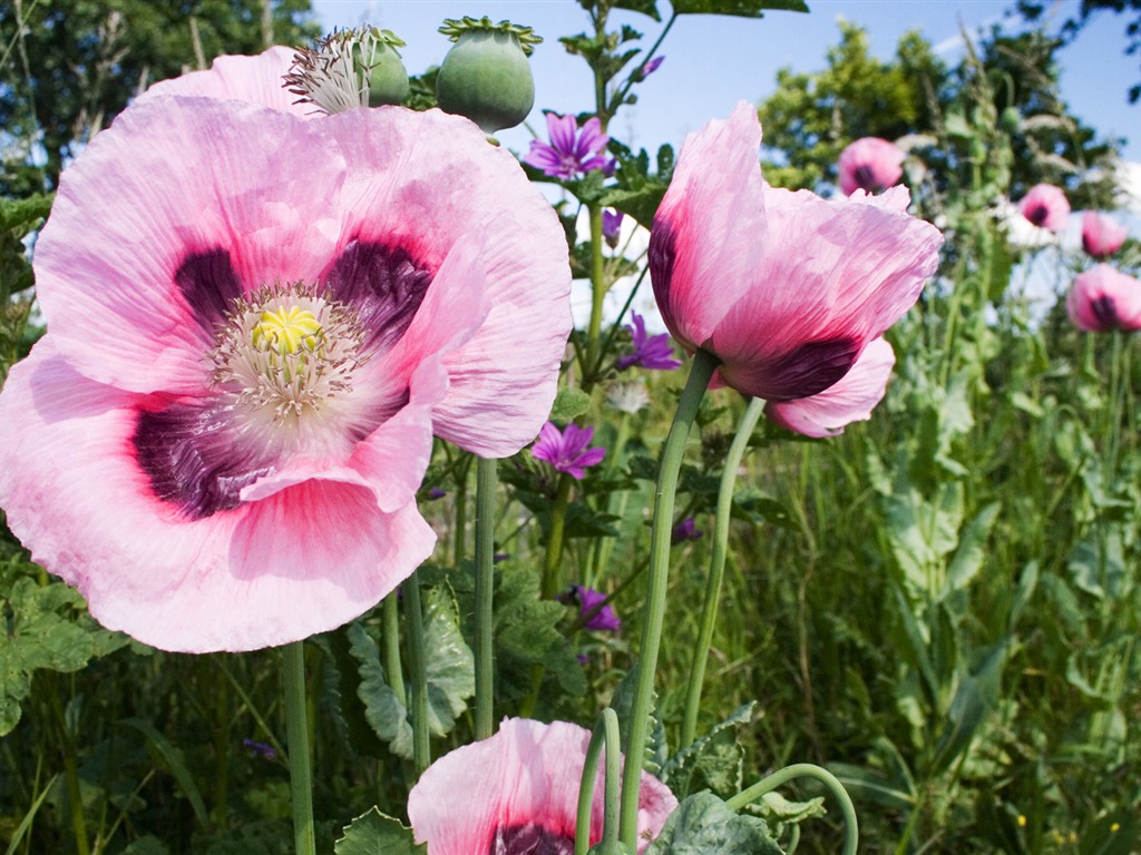 fondos de escritorio de flores con pantalla ancha de cerca (13) #19 - 1024x768