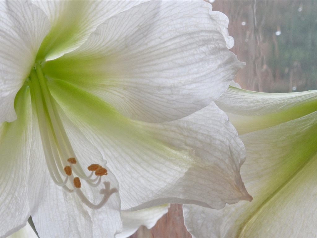Widescreen wallpaper flowers close-up (14) #4 - 1024x768