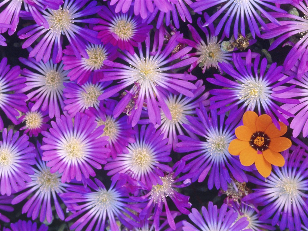 Widescreen wallpaper flowers close-up (14) #5 - 1024x768