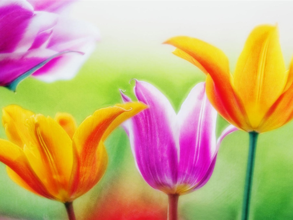 fleurs fond d'écran Widescreen close-up (14) #14 - 1024x768