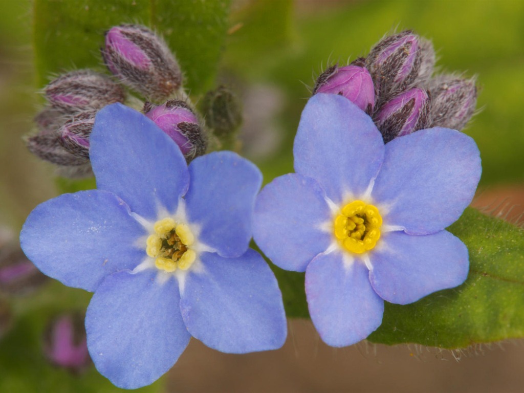 fleurs fond d'écran Widescreen close-up (14) #17 - 1024x768