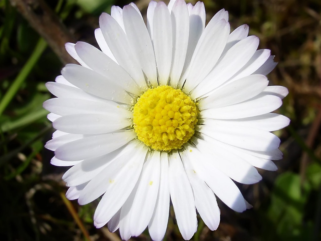 fleurs fond d'écran Widescreen close-up (15) #2 - 1024x768