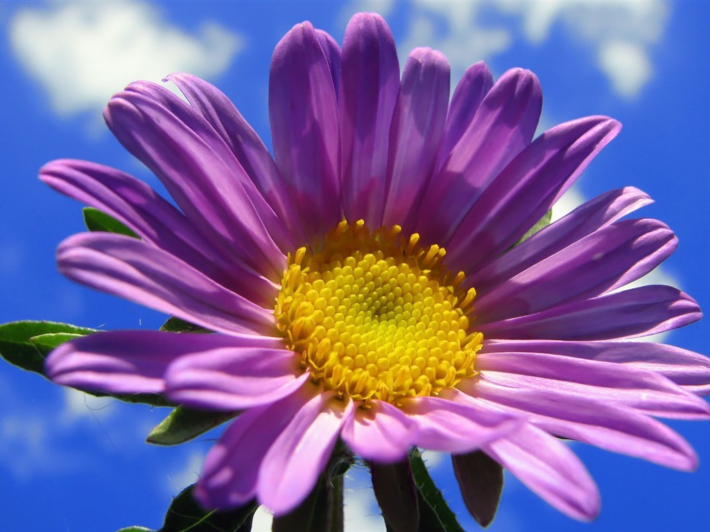 fleurs fond d'écran Widescreen close-up (15) #5 - 1024x768