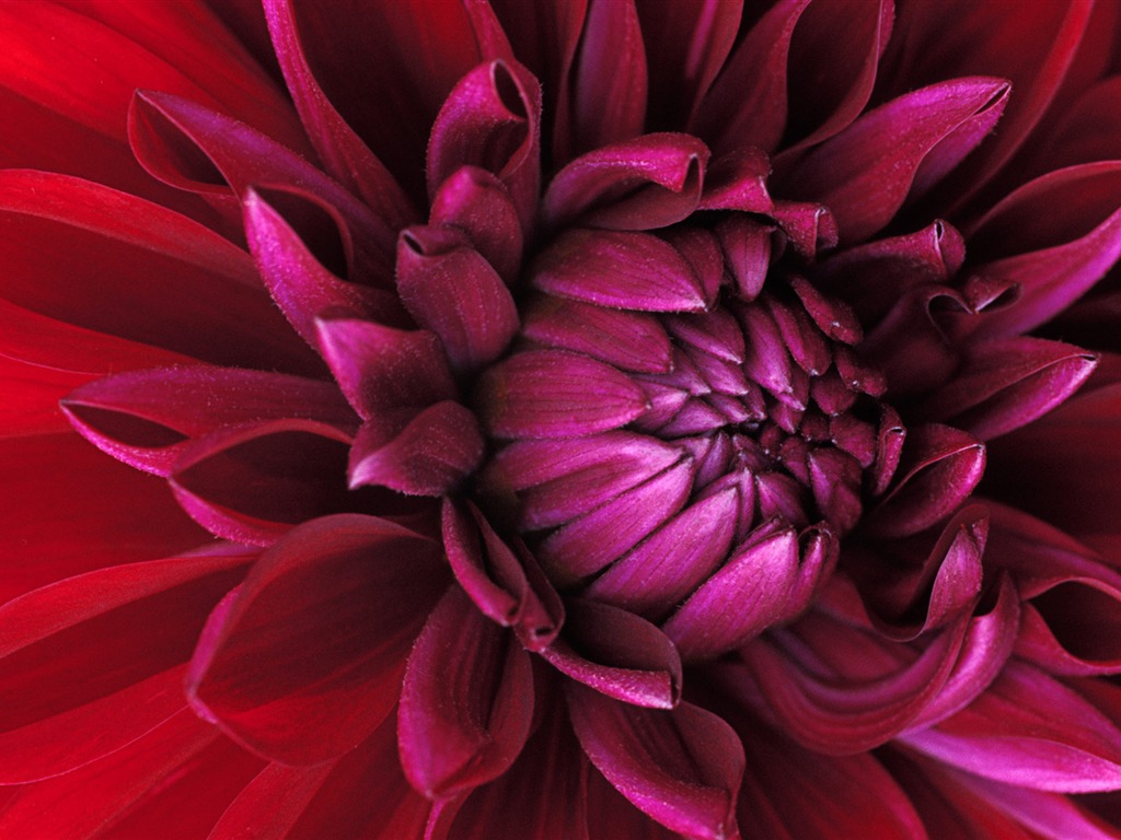 Widescreen wallpaper flowers close-up (15) #7 - 1024x768