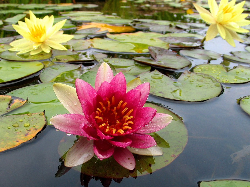 宽屏鲜花特写 壁纸(15)11 - 1024x768