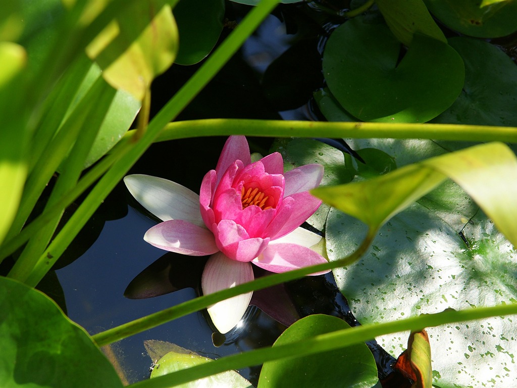 宽屏鲜花特写 壁纸(15)13 - 1024x768