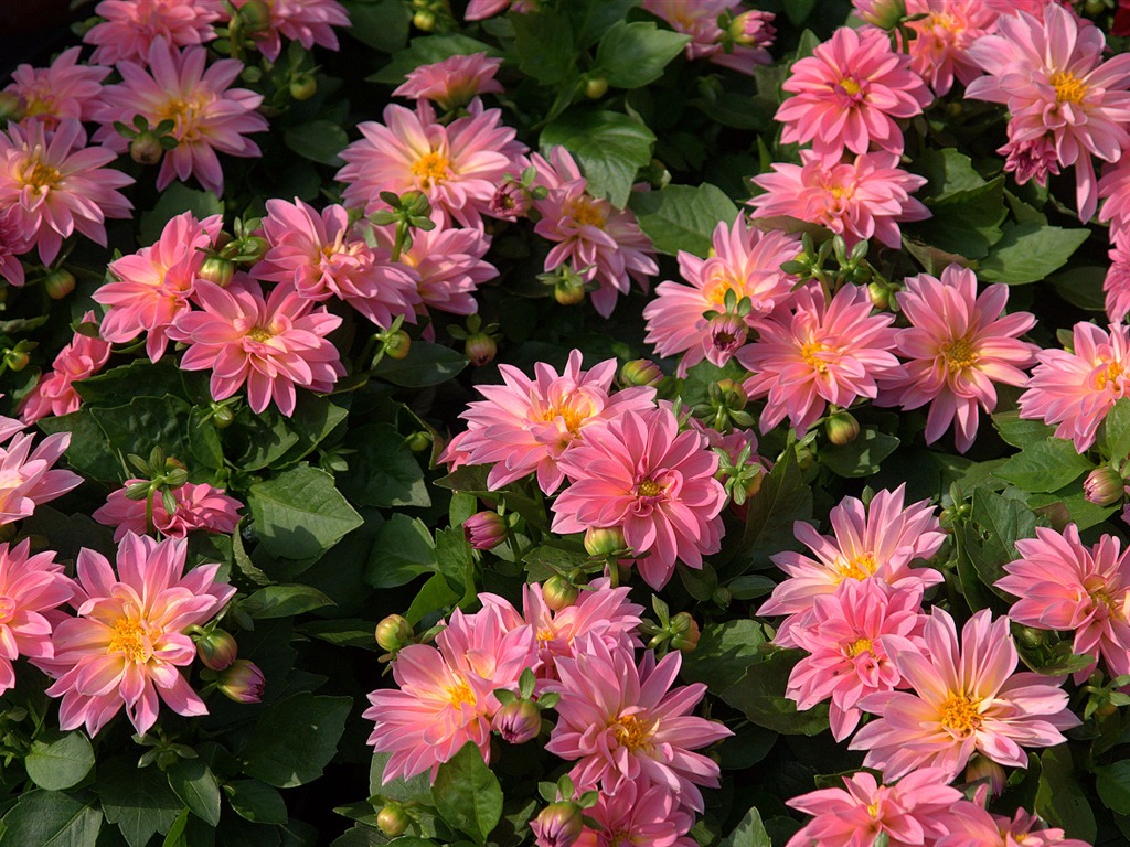 fleurs fond d'écran Widescreen close-up (15) #17 - 1024x768