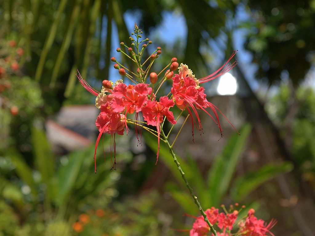 Widescreen wallpaper flowers close-up (15) #18 - 1024x768