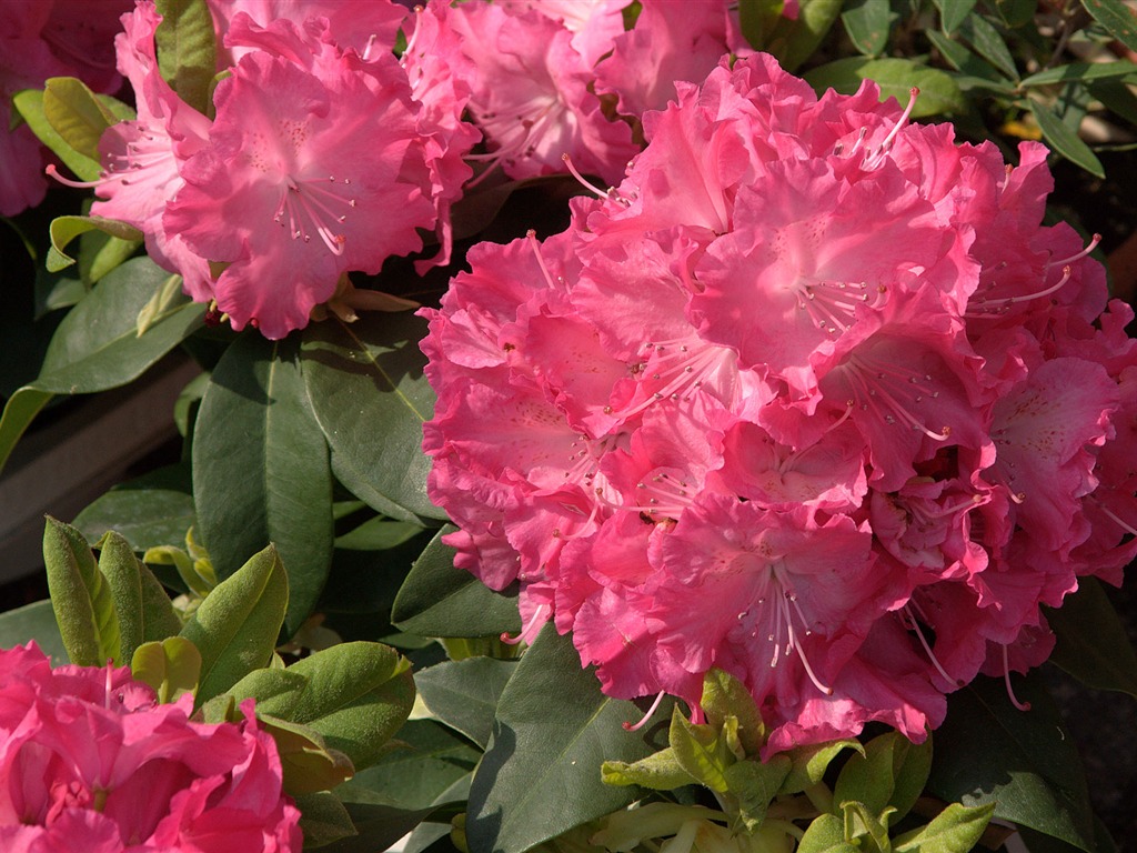 fleurs fond d'écran Widescreen close-up (15) #19 - 1024x768