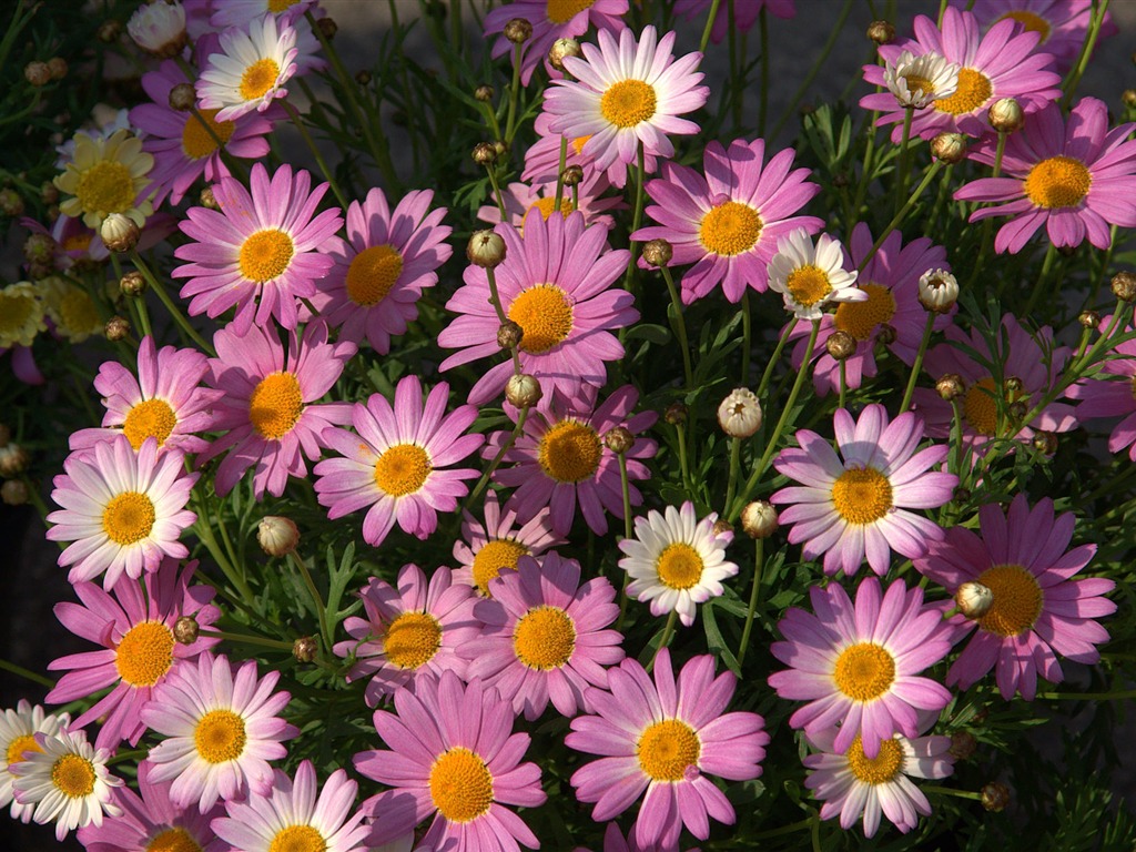 fleurs fond d'écran Widescreen close-up (16) #2 - 1024x768