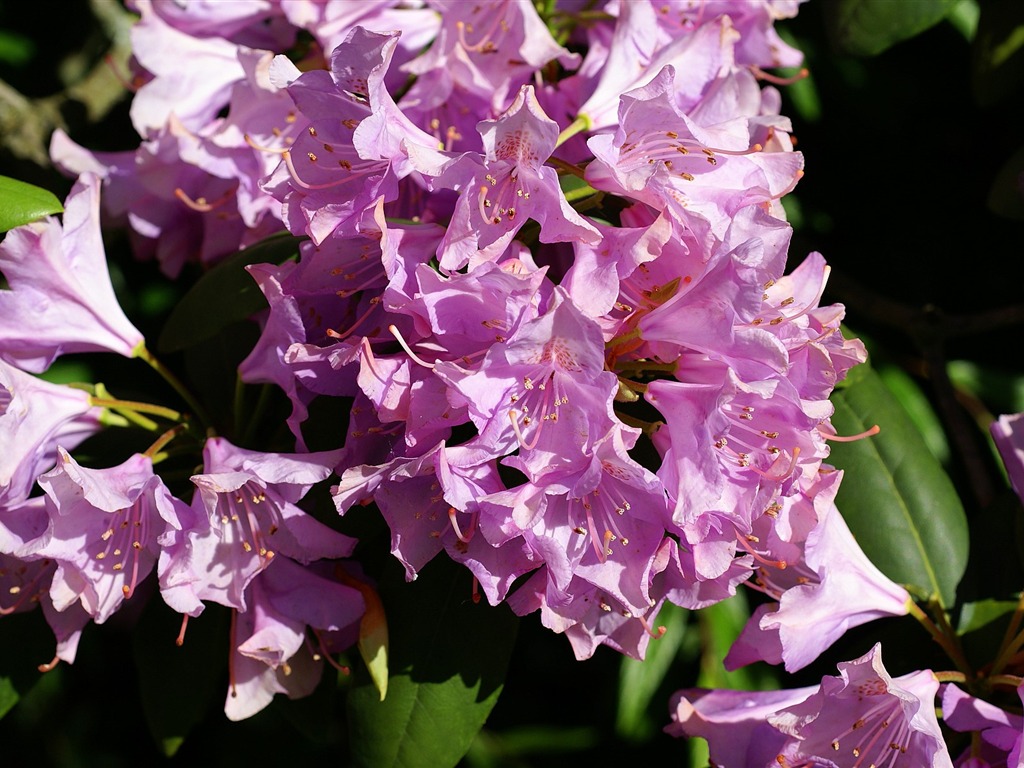 宽屏鲜花特写 壁纸(16)5 - 1024x768