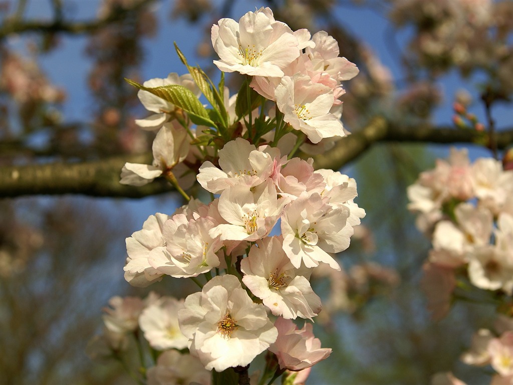 Widescreen wallpaper flowers close-up (16) #10 - 1024x768