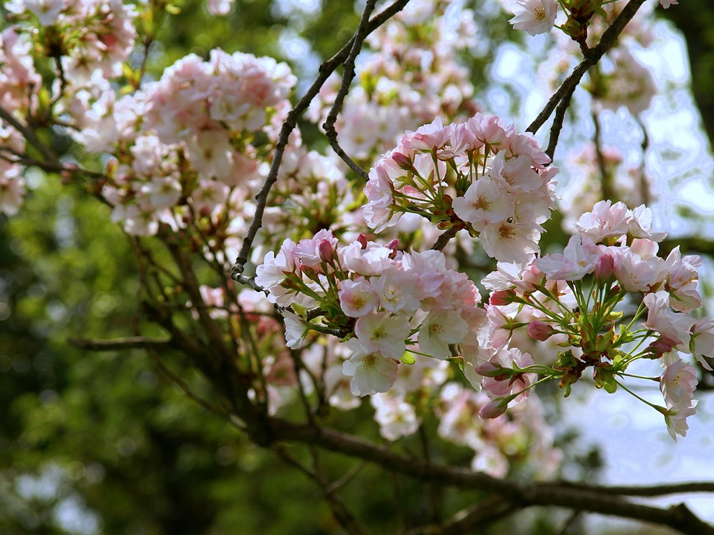 宽屏鲜花特写 壁纸(16)12 - 1024x768