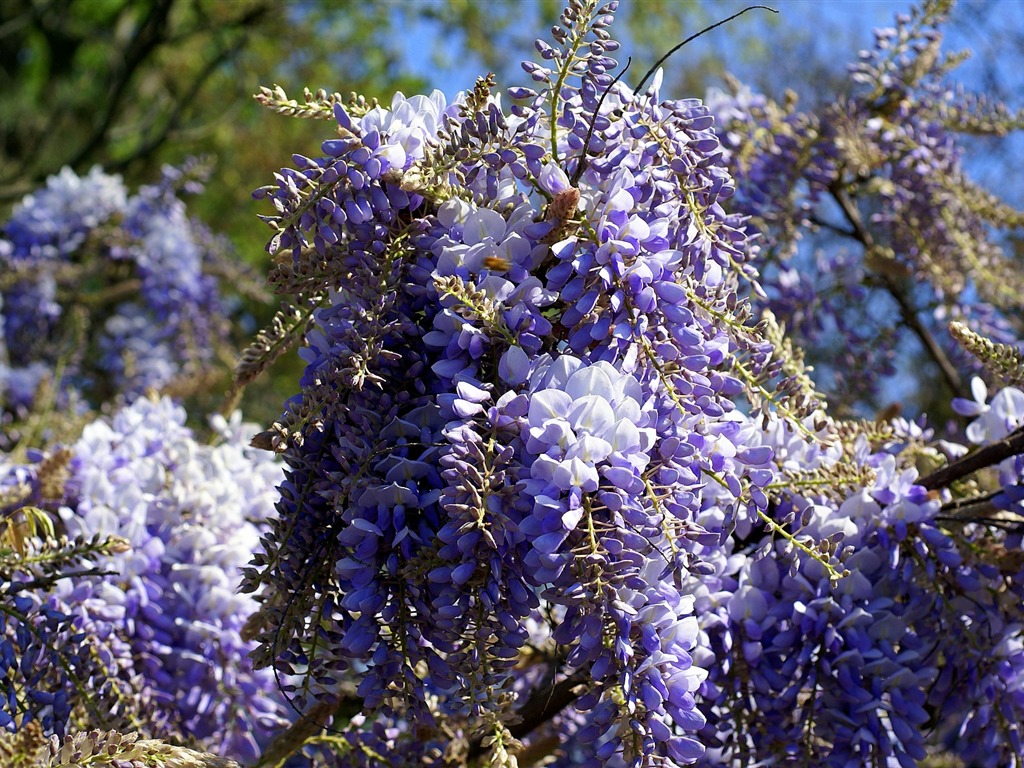 fondos de escritorio de flores con pantalla ancha de cerca (16) #16 - 1024x768