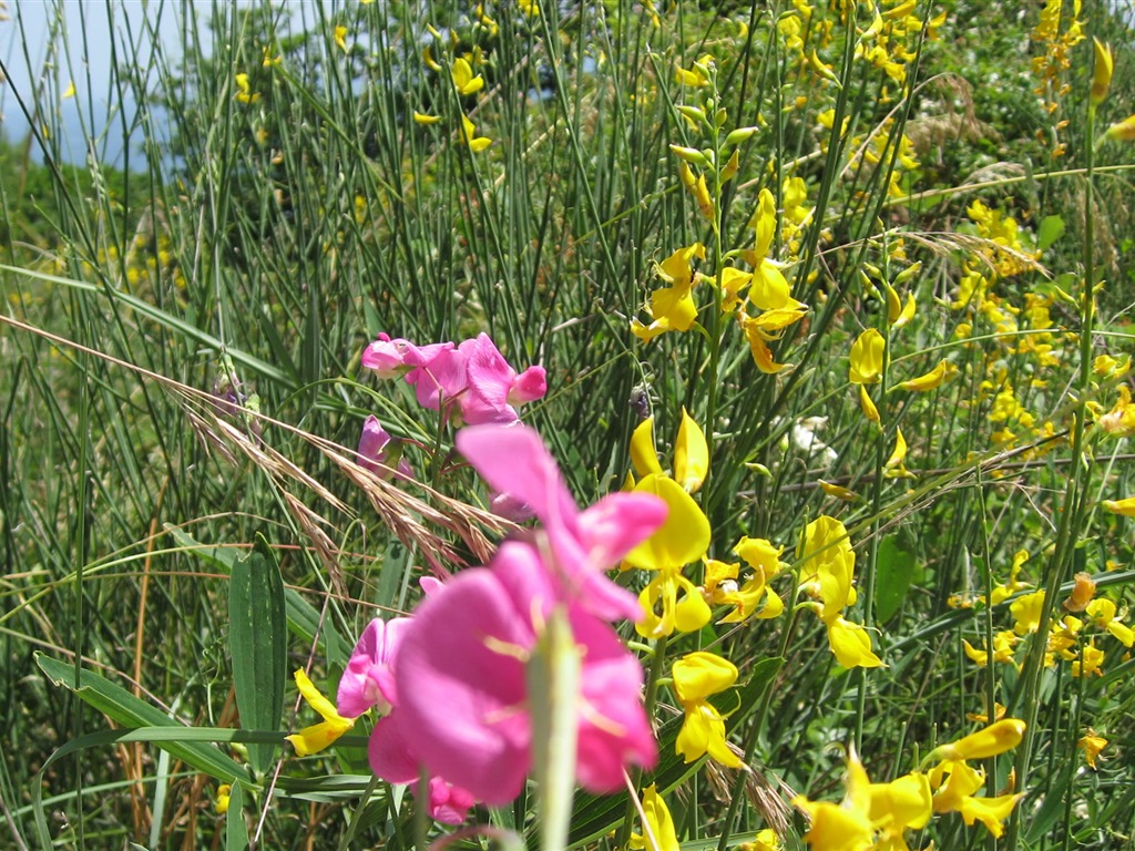 fleurs fond d'écran Widescreen close-up (17) #4 - 1024x768