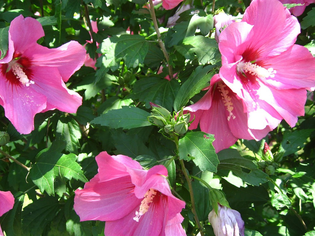 ワイドスクリーンの壁紙の花に近い(17)を開く #14 - 1024x768