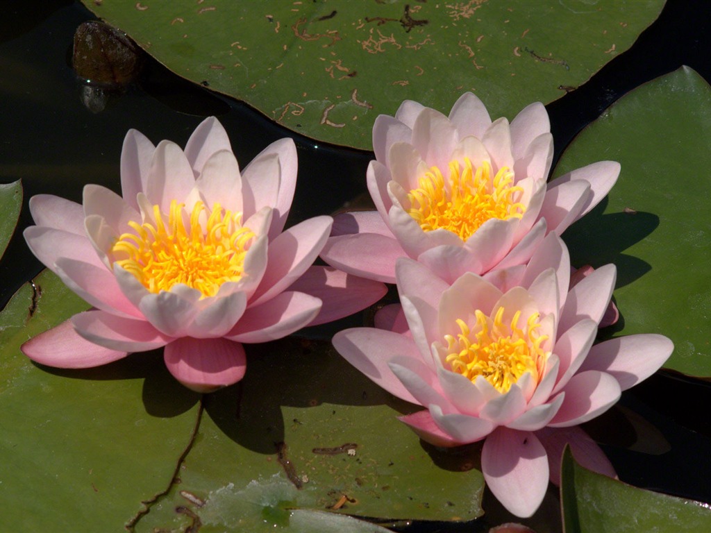 Water Lily 睡蓮 高清壁紙 #1 - 1024x768