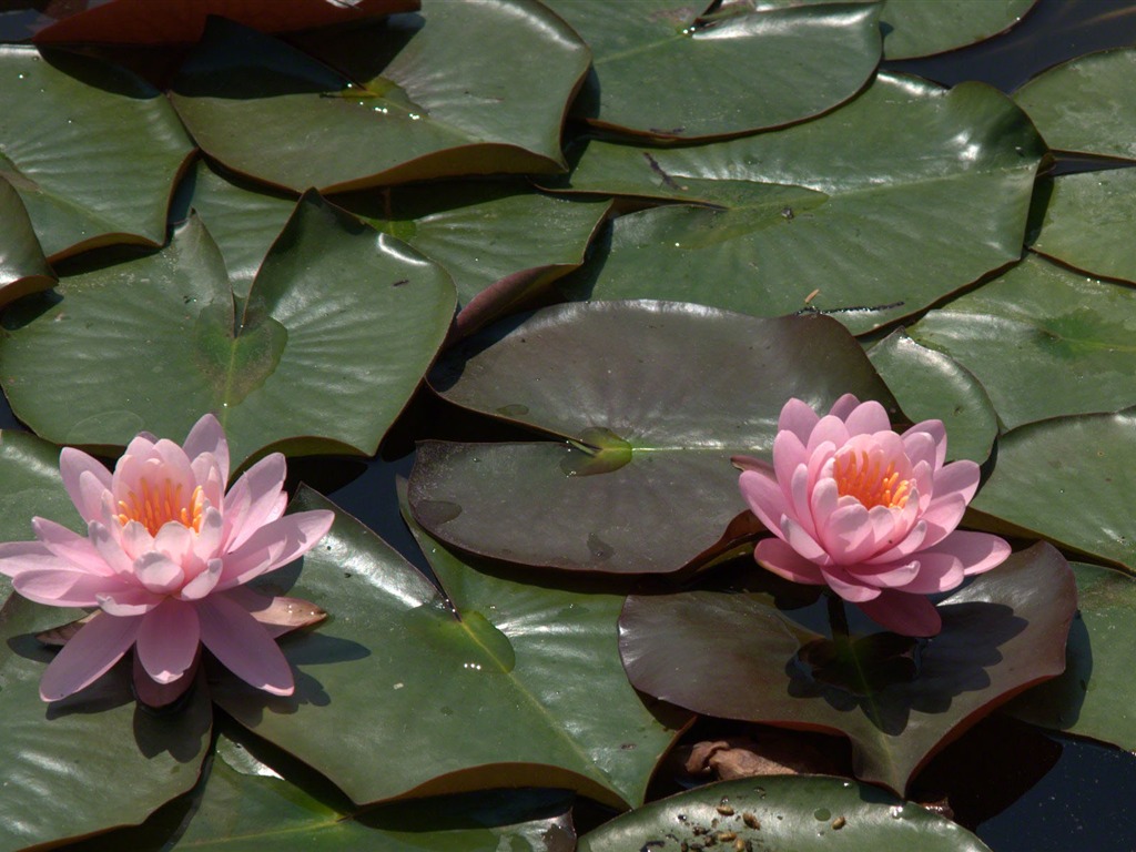 Water Lily 睡莲 高清壁纸13 - 1024x768