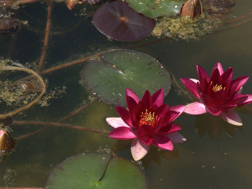 Water Lily 睡蓮 高清壁紙 #16 - 1024x768