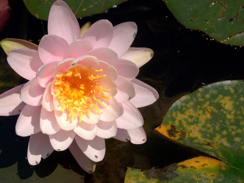 Water Lily 睡蓮 高清壁紙 #18 - 1024x768