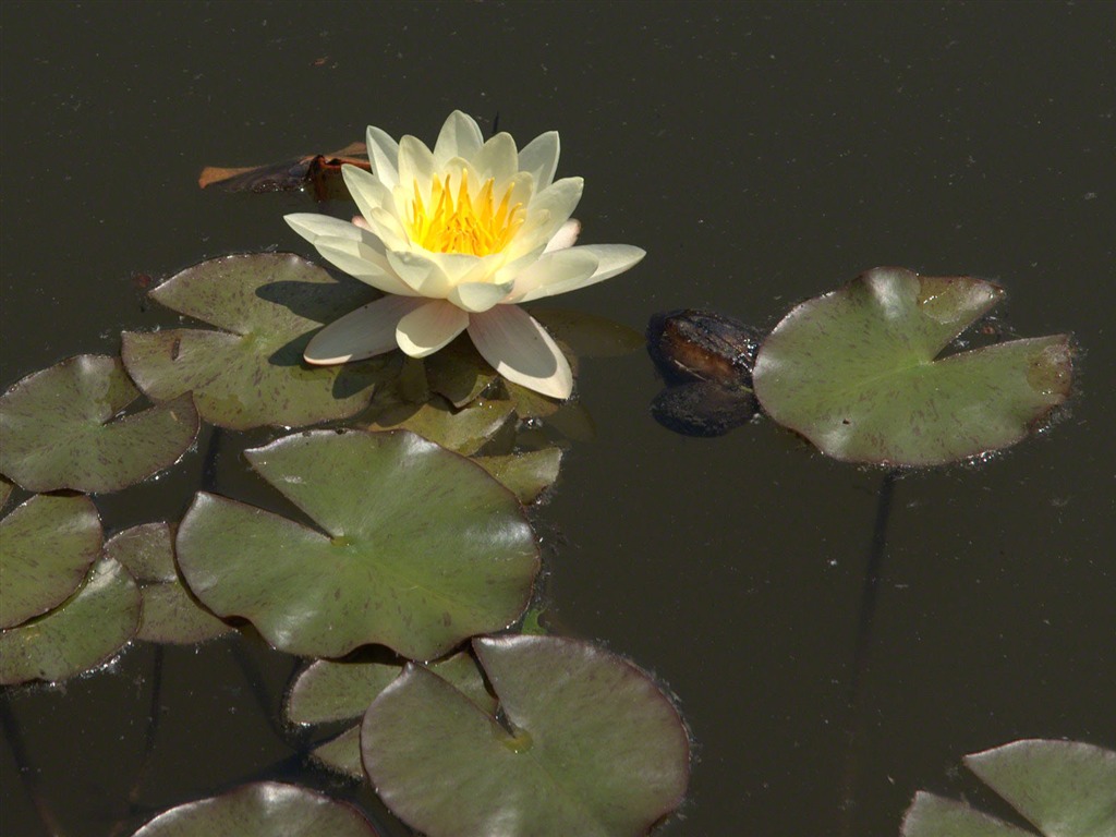 Water Lily 睡蓮 高清壁紙 #19 - 1024x768