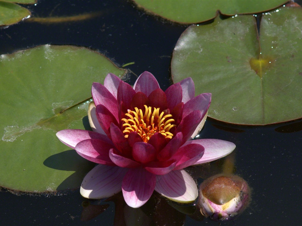 Water Lily 睡蓮 高清壁紙 #20 - 1024x768