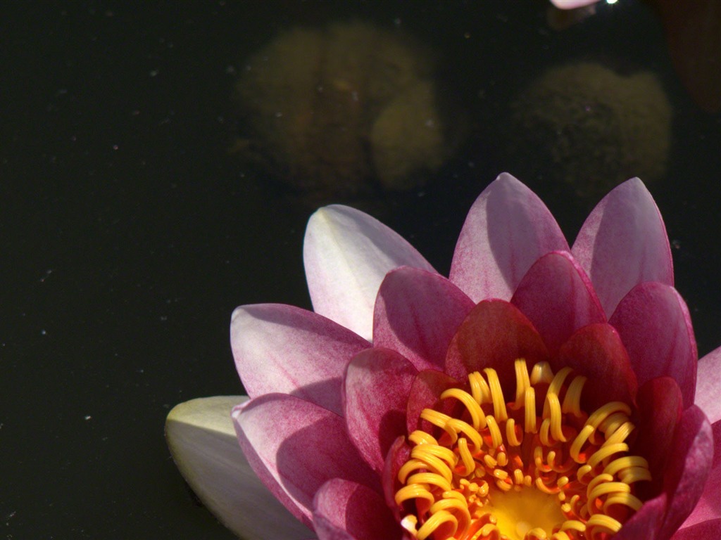 Water Lily 睡莲 高清壁纸21 - 1024x768