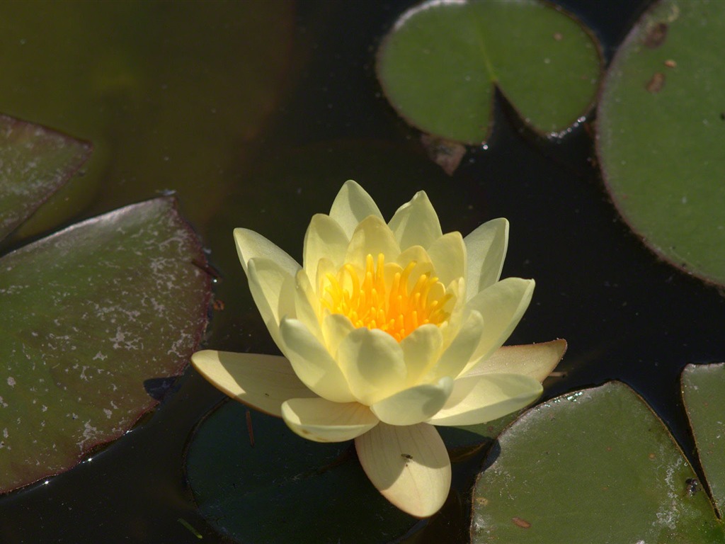 Water Lily 睡莲 高清壁纸22 - 1024x768